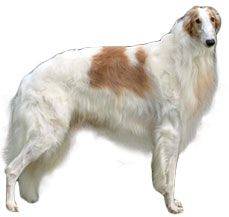 Borzoi - If Greyhound is the Ferrari; then this one is a Lamborghini