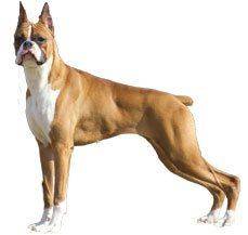 Boxer - Boxing its way into your home