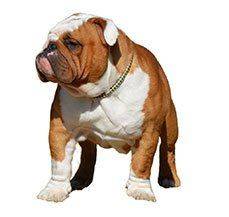 Bull Dog - Get home your very own mascot