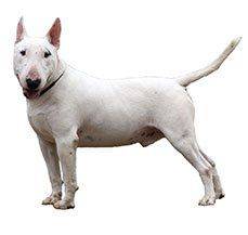 Bull Terrier - Bring ComiCon into your home with this pet
