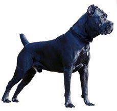 Cane Corso - Your very own personal bouncer