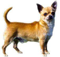 Chihuahua - Is it a toy or is a dog?
