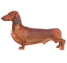 Dachshund - A hotdog that the whole family can enjoy