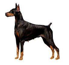 Doberman - Do not be intimidated by the looks of this one