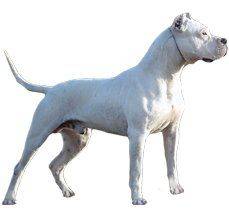 Dogo Argentino - Your very own canine Rocky