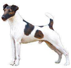 Fox Terrier - Enjoy your fun ride with this comical dog