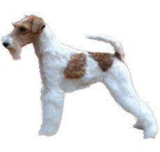 Fox Terrier (Wire) - A little bearded devil