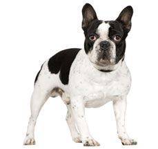 French Bull Dog - Perfect pet for city dwellers