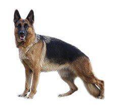 German Shepherd - Bring home your very own deputy sergeant