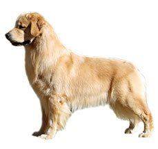 Golden Retriever - This one is for the keeps