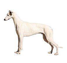 Grey Hound - Get home your very own Ferrari