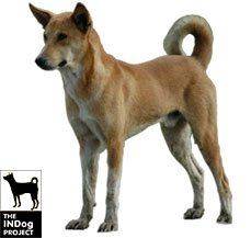 Indian Pariah Dog - One of our own