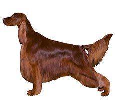 Irish Setter - The perfect companion to the active family