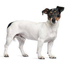 Jack Russell Terrier - Bring home the party animal