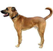 Kombai - A sighthound that is different from the others