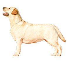 Labrador Retriever - The perfect family pet