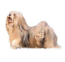 Lhasa Apso - Looks are deceptive