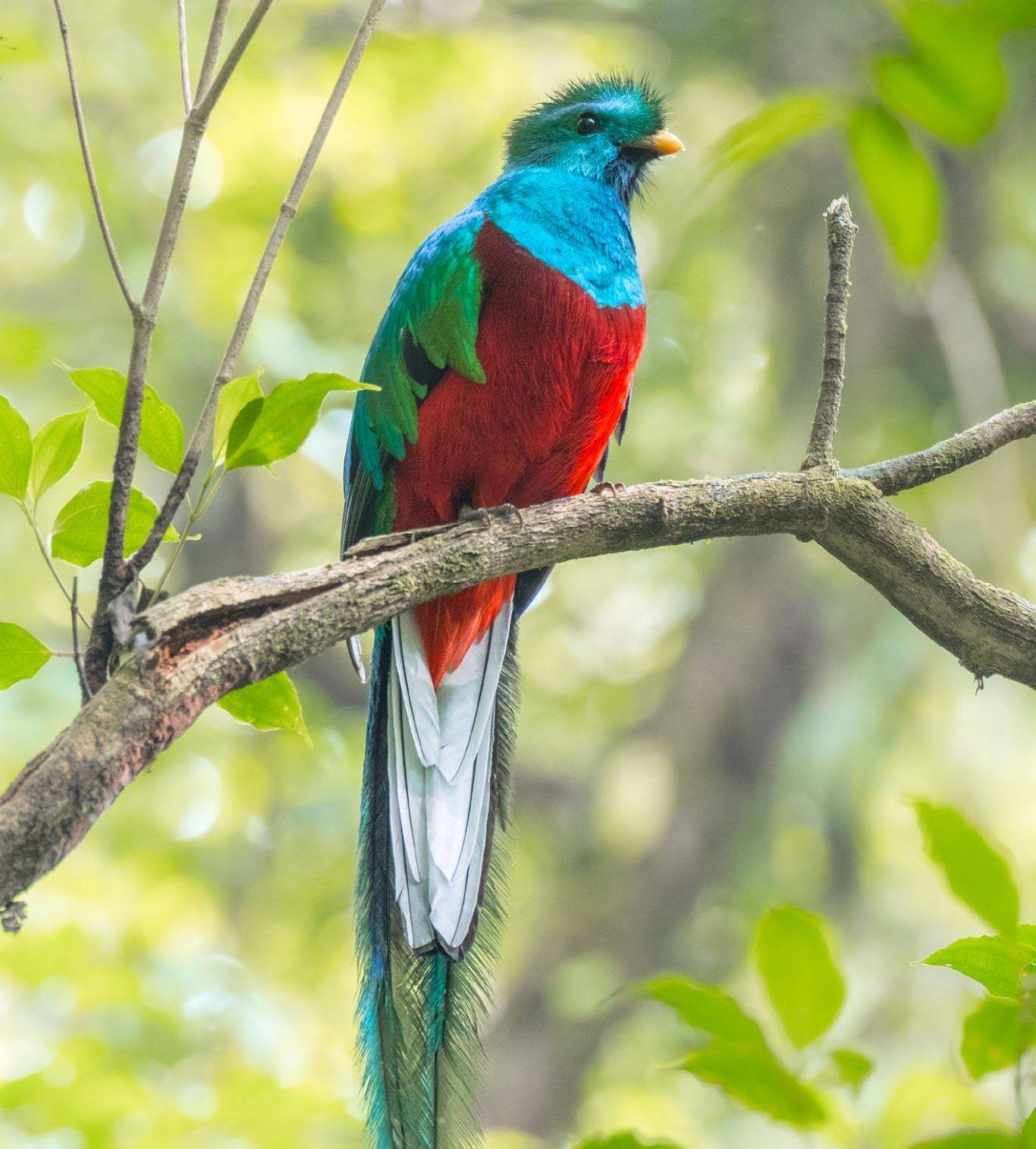 Resplendent Quetzal - found in southern Mexico and Central America that lives in tropical forests