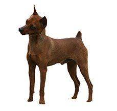 Miniature Pinscher - Make way for the King of Toys