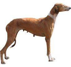 Mudhol Hound - The most versatile breed when it comes to it 's nomenclature