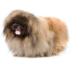 Pekingese - Bow down to Royalty