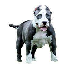 Pit Bull - This one is not for inexperienced holders