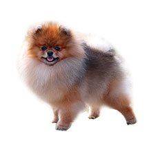 Pomeranian - Bring home a living toy