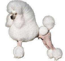 Poodle (Standard) - Get a Foo Foo for your home
