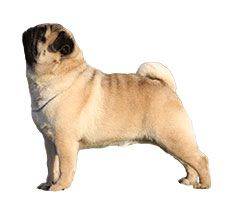 Pug - This little pooch is a piece of history