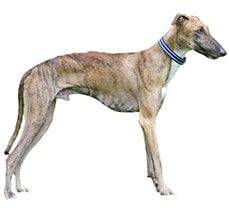Rampur Hound - A hound that was bred in the home grounds
