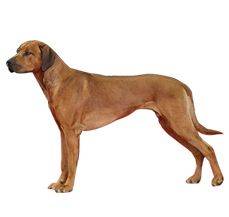 Rhodesian Ridgeback - The Navy SEAL of all dog breeds