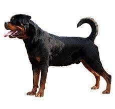Rottweiler - The guard dog with an iron jaw