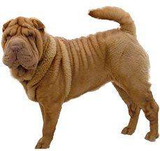 Shar Pei - The only time you will fall in love with wrinkles