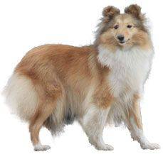 Shetland Sheep dog - This dog is the perfect herder for the family
