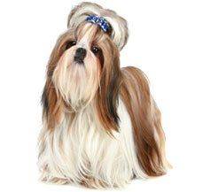 Shih Tzu - Welcome Nobility into your home