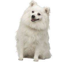 German Spitz - The furry living toy