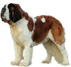 St.Bernard - The Four Legged Angel of Life