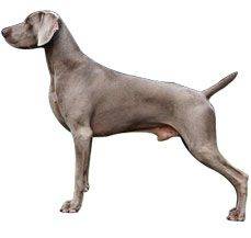 Weimaraner - This one can disappear right in front of your eyes
