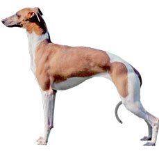 Whippet - Whipping up love for the entire family