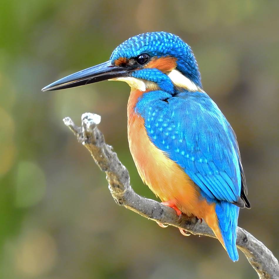 Kingfisher - the Alcedinidae, of small to medium-sized, brightly colored birds in the order Coraciiformes.