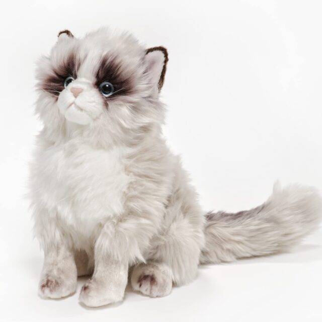 Himalayan Cat - Also known by names such as Himmmie and Colourpoint Persian.
