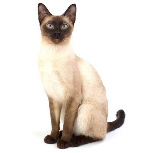 Siamese cat -  one of the first distinctly recognized breeds of Asian cat.