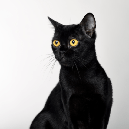 The Bombay Cat - short-haired cat