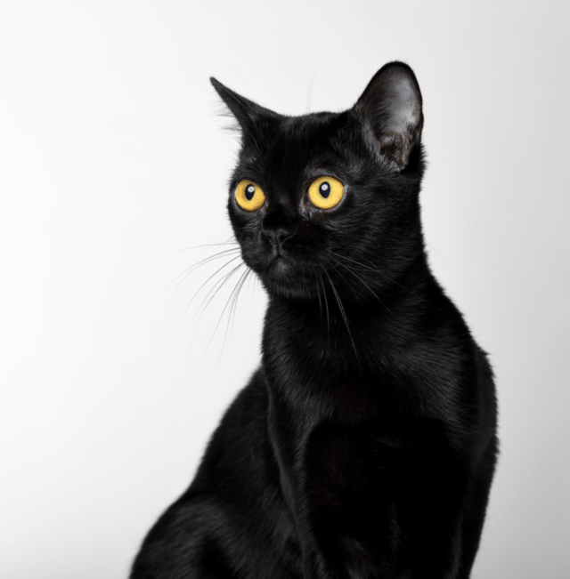 The Bombay Cat - short-haired cat