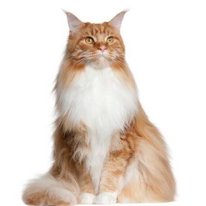 Maine coon - The oldest cat breed on earth