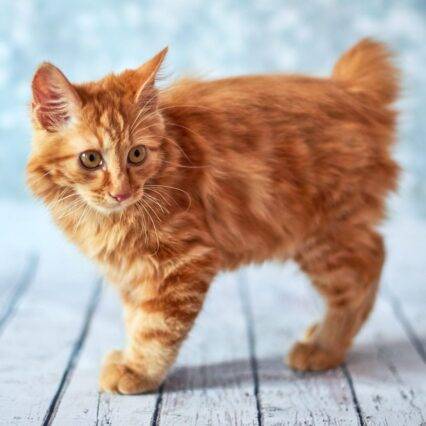 The American Bobtail