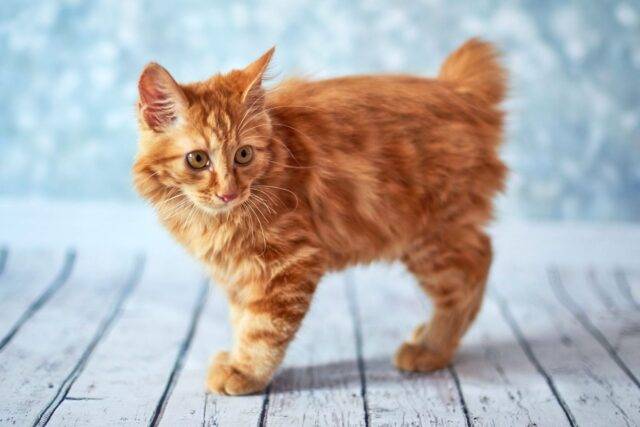 The American Bobtail