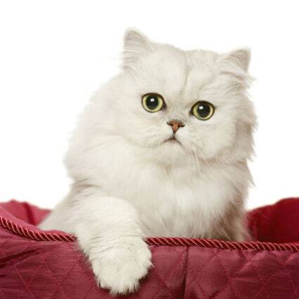 Persian cat -  a long-haired breed of cat characterized by a round face and short muzzle.